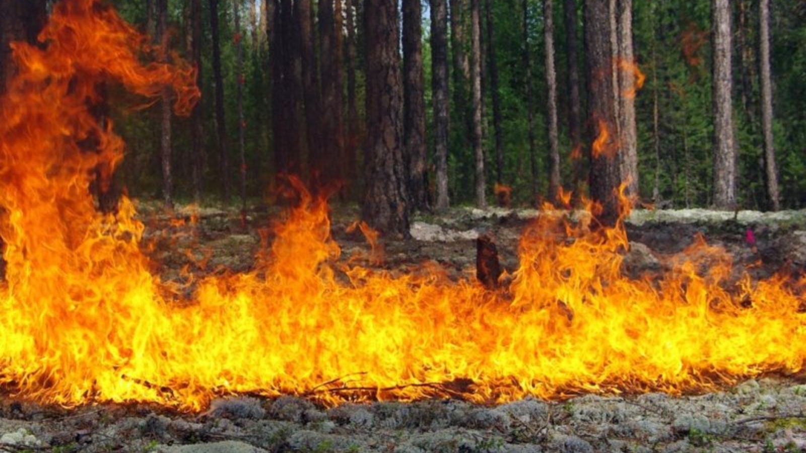 В следствии лесных пожаров