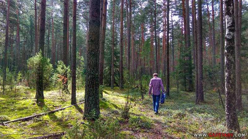 Надо лес. Опасность заблудиться в лесу фото. Лес где можно заблудиться. Почему люди ходят в лесу кругами. Отправляемся в лес виртуально.