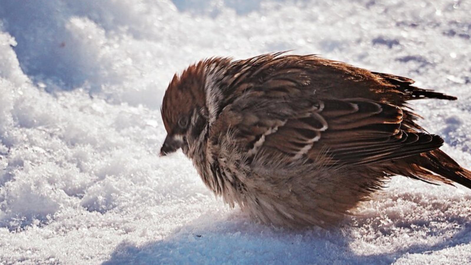 При низких температурах воздуха птицы распушают. Нахохлившиеся птицы зимой. Птица мерзнет. Воробей зима. Нахохлившийся Воробей.