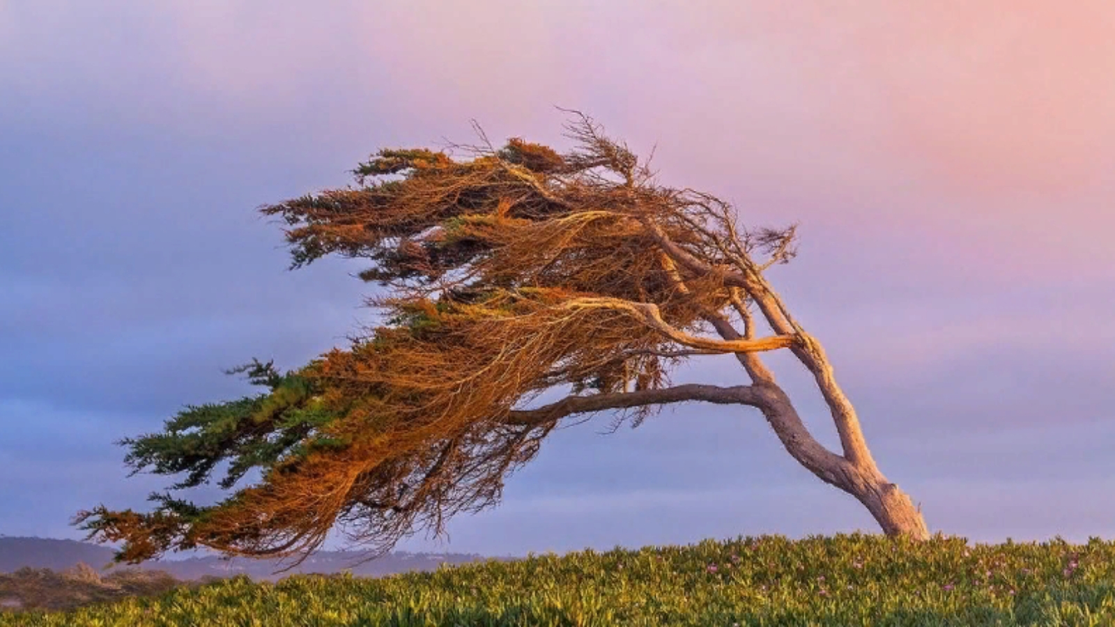 Видео дует ветер. Дерево на ветру. Сильный ветер. Дерево под ветром. Наклоненное дерево.