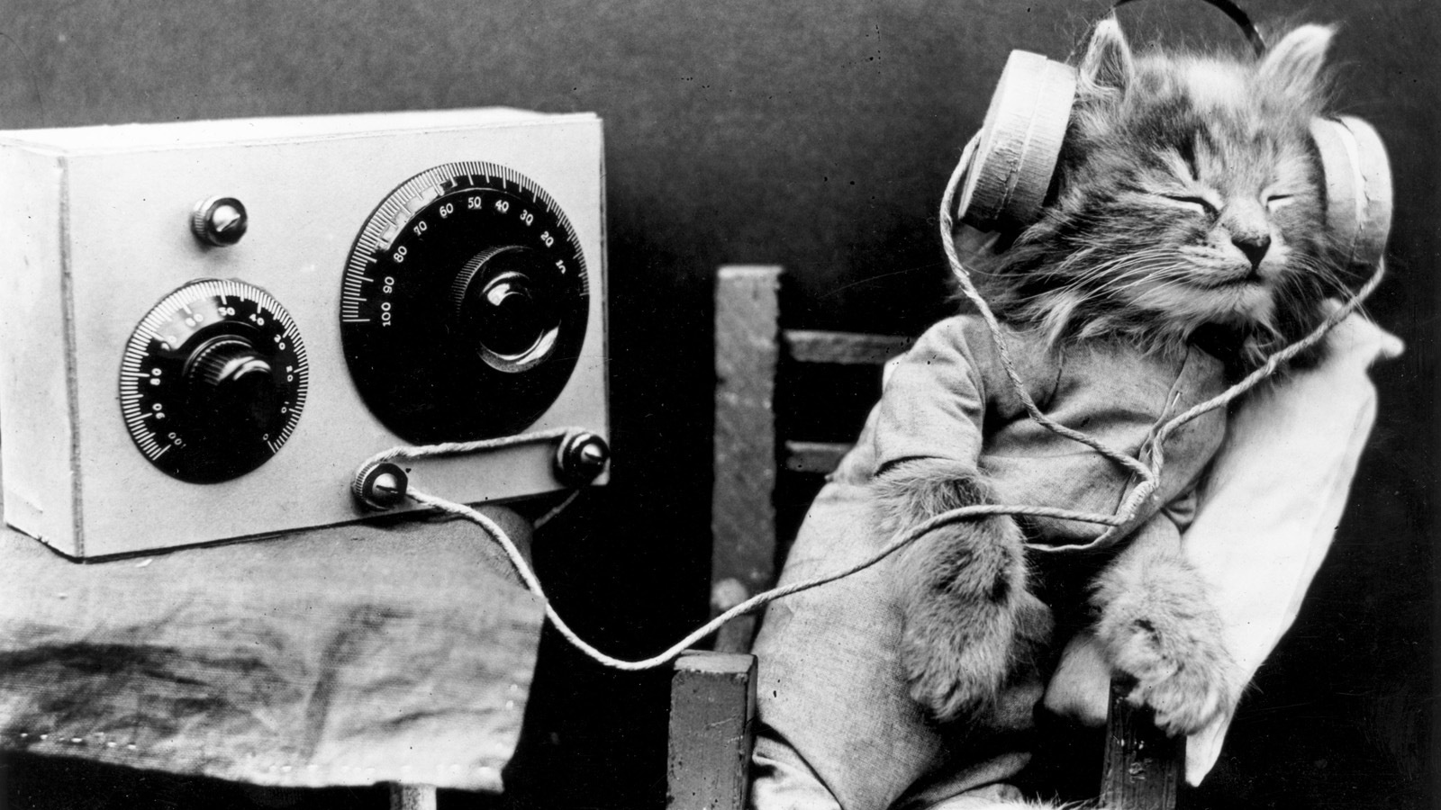 Радио кот