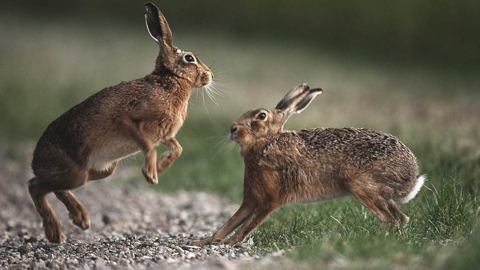 Отношения между зайцем и белкой в природе. Степной заяц Русак. Заяц Русак (Lepus europaeus). Заяц толай и Русак. Заяц Беляк толай и Русак.