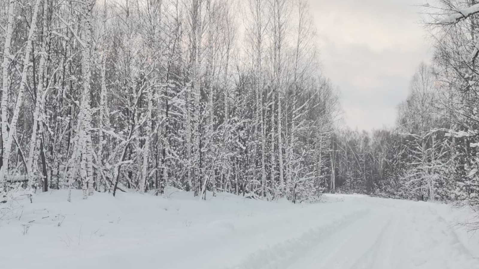 Сильный снег и ветер ожидают нурлатцев 17 января | 16.01.2024 | Нурлат -  БезФормата