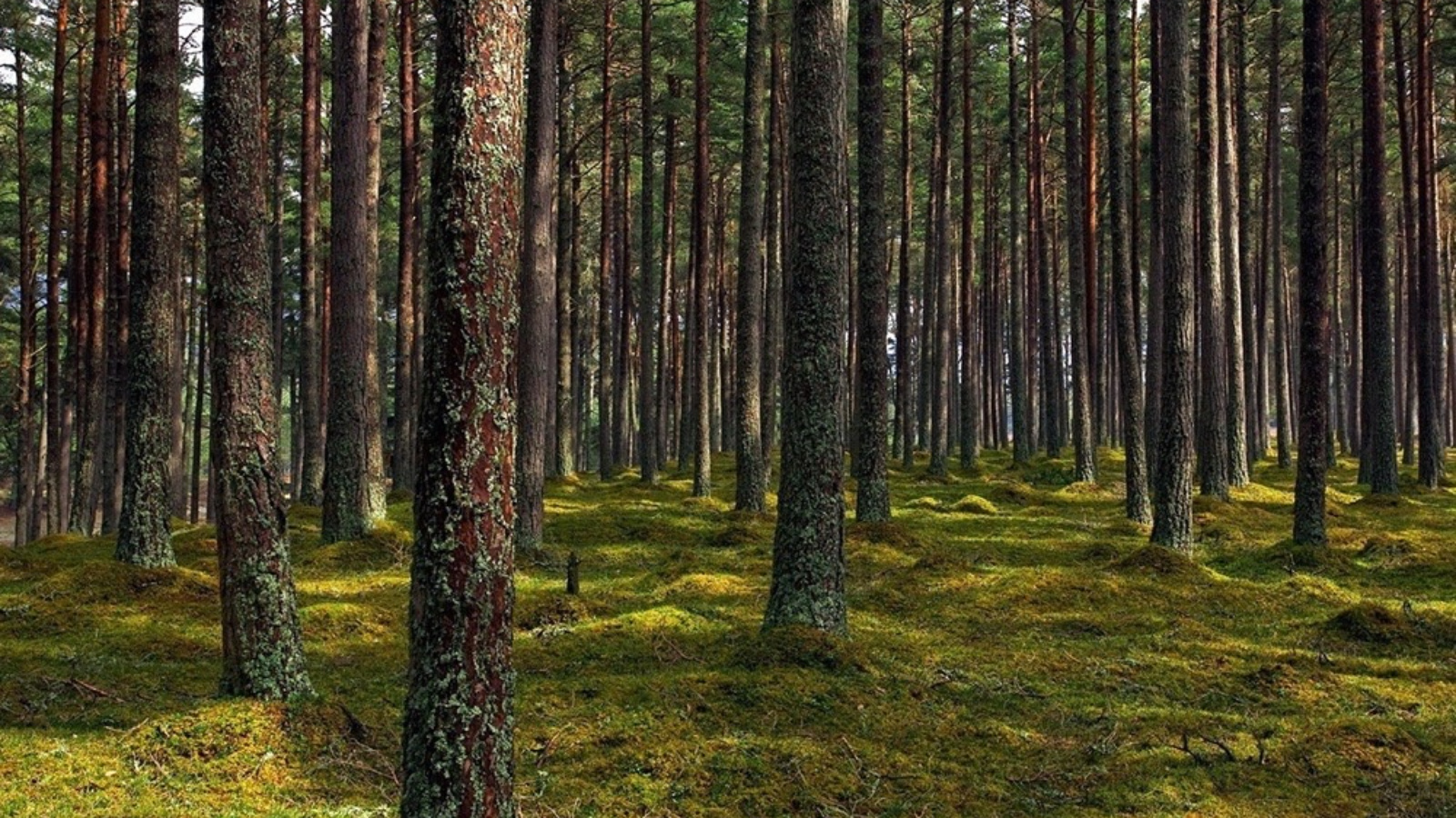 А лес. Леса в Красноярском крае. Корни в лесу. Боровые леса это. Лето в лесу.