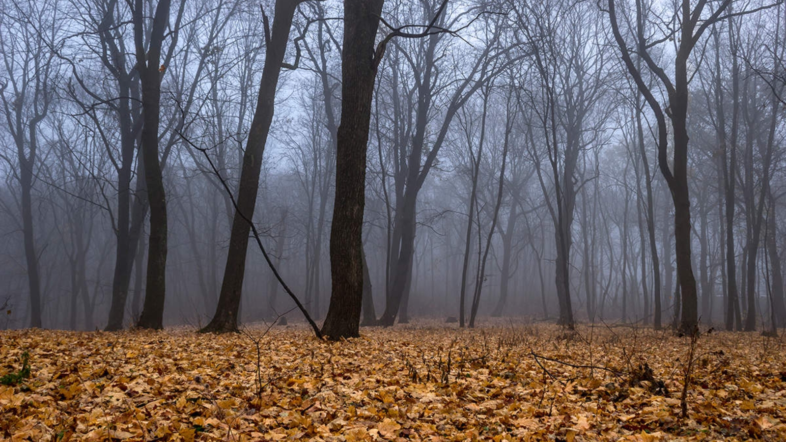 Предложения поздней осенью в лесу. Поздняя осень. Лес поздней осенью. Поздняя осень в лесу. Лес в ноябре.