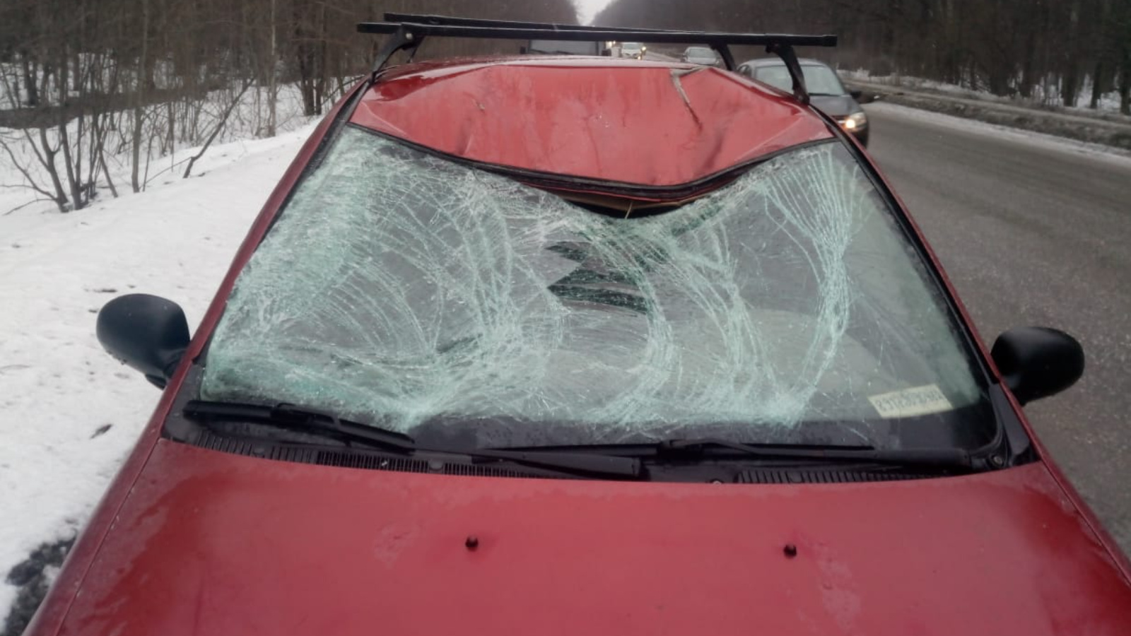 В Нижнекамском районе у промзоны сбили лося | 20.03.2023 | Казань -  БезФормата