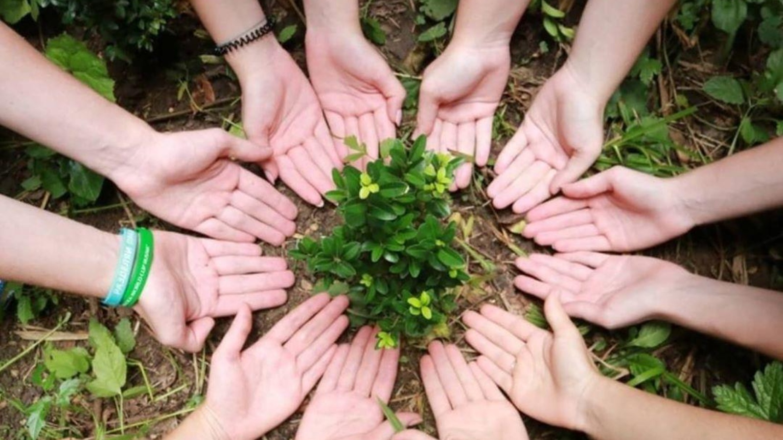 Семинар природа. Экологические волонтеры. Экологическое волонтёрство. Экологические объединения. Волонтерство экология.