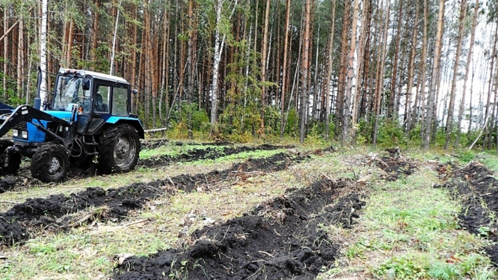 Министерство лесного хозяйства Республики Татарстан