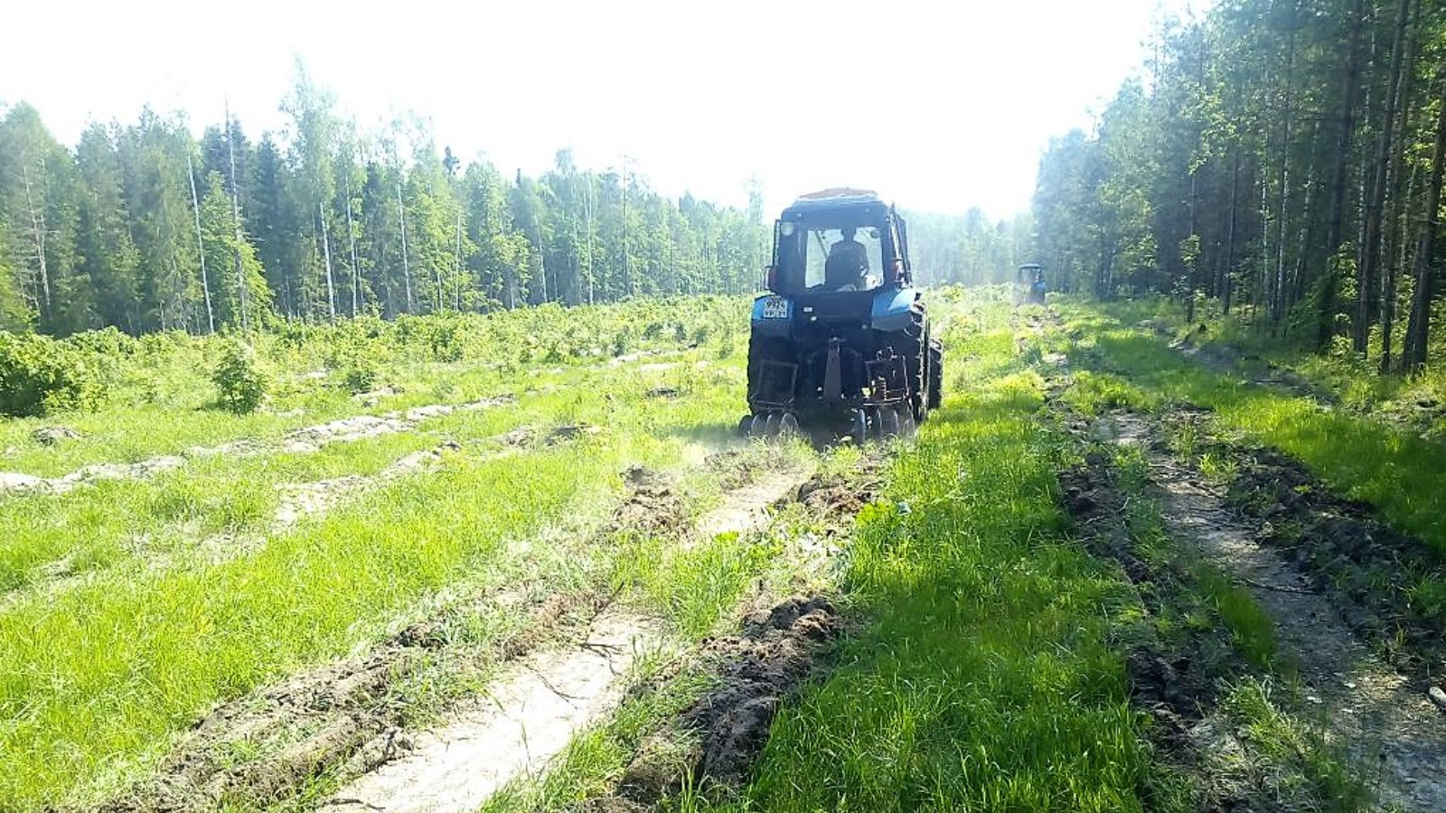 Министерство лесного хозяйства Республики Татарстан