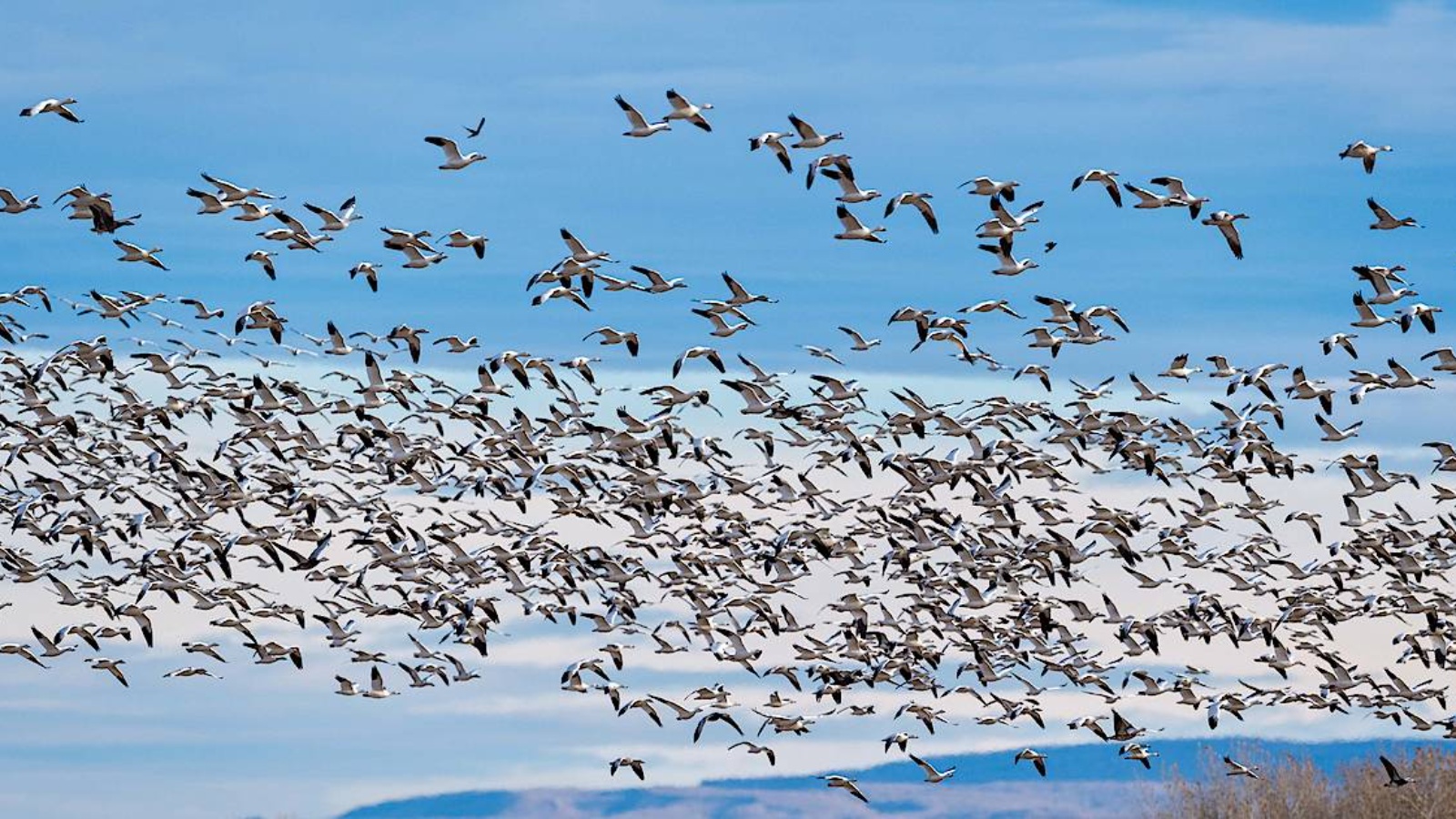 Таёжный волк. Во сне стая. Приснились волки к япму. Стая ворон. Пернатое племя.