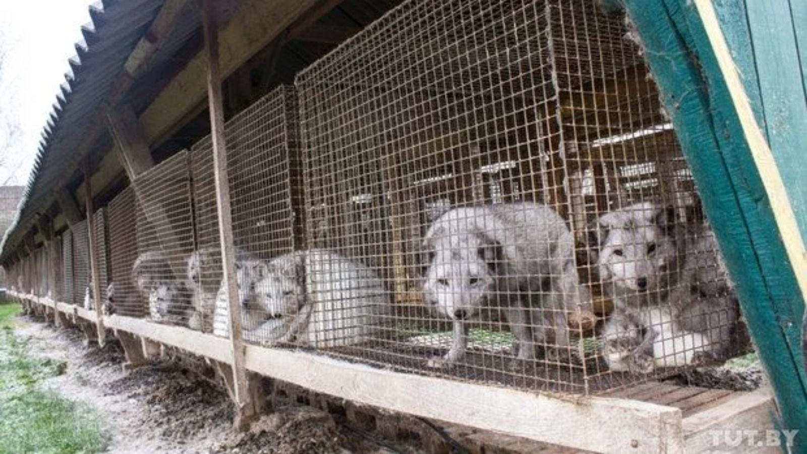Соболь пушное звероводство. Клеточное пушное звероводство. Норковая звероферма в дании. Норковая звероферма в дании. Соболь ферма.