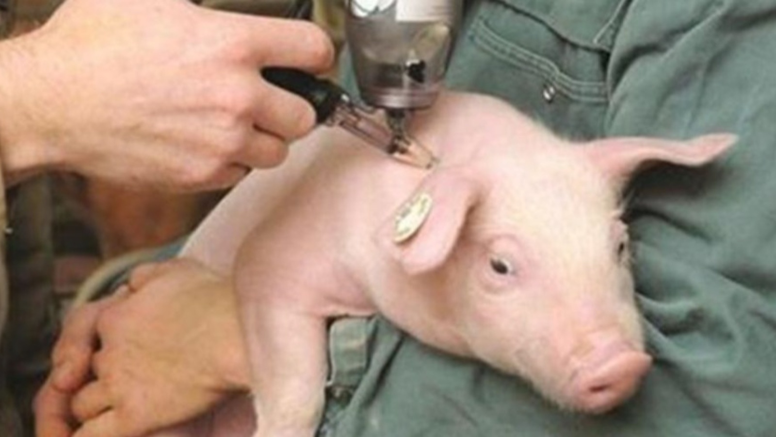 Уровень свиньи. Цирковирус свиней вакцина. Цирковирус свиней эпизоотология. Трансмиссивный гастроэнтерит свиней. Цирковирусная инфекция свиней.