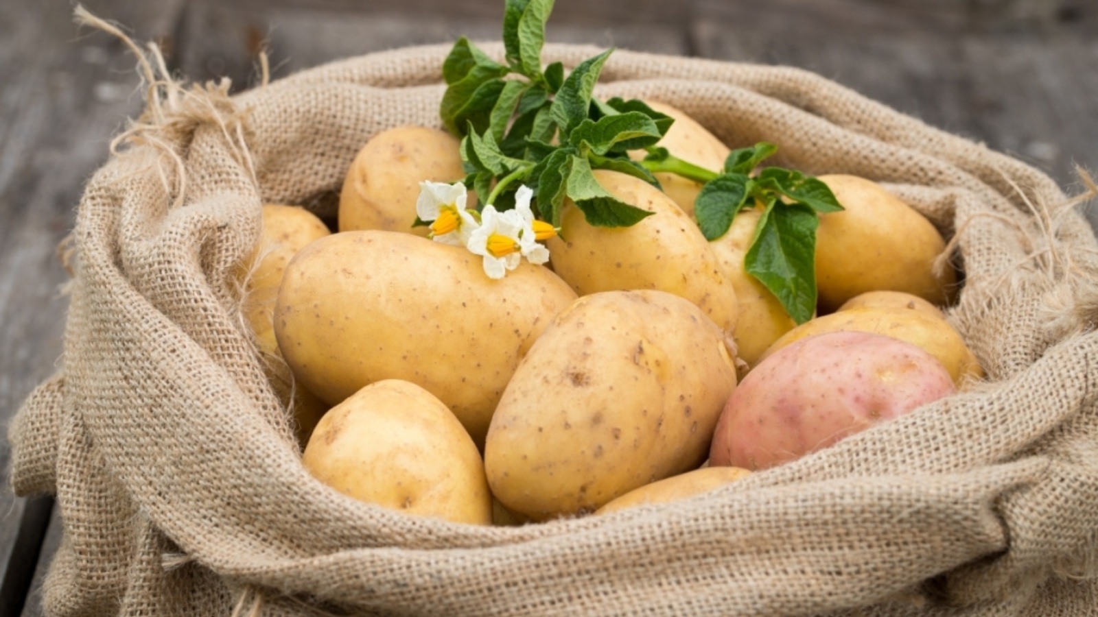 Картошка овощ или фрукт. Kartoff. Картошка. Красивая картошка. Урожай картошки.
