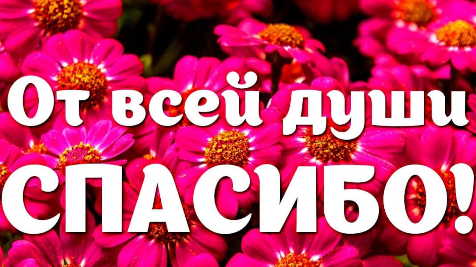 Спасибо большое за все друзьям. Спасибо от всей души. Огромное спасибо. Спасибо вам огромное. Благодарю от всей души.