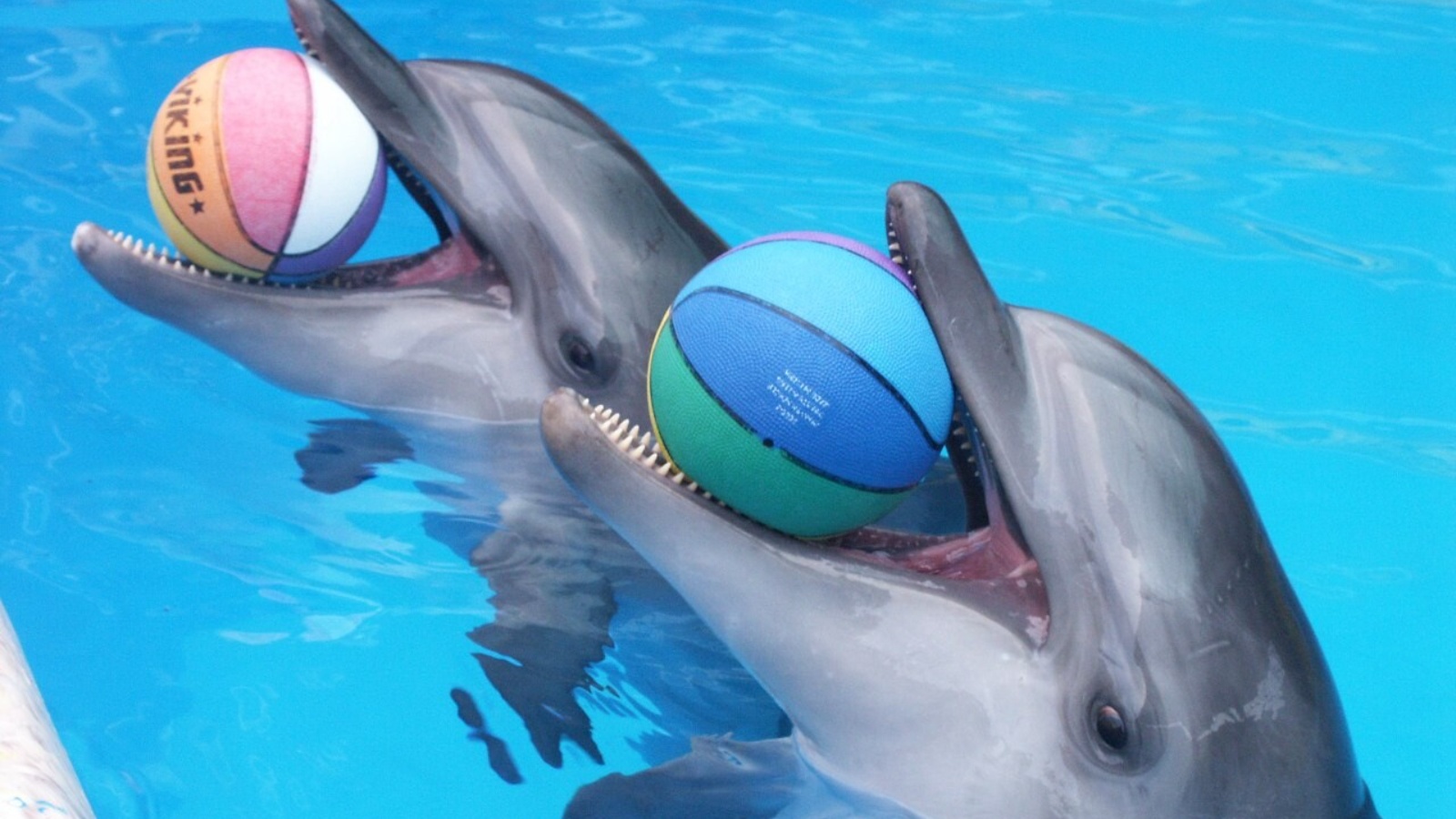 Дельфин 2 группа. Дельфин с мячом. Дрессировка дельфинов. Дельфинарий выступление дельфинов. Дельфин с мячиком.