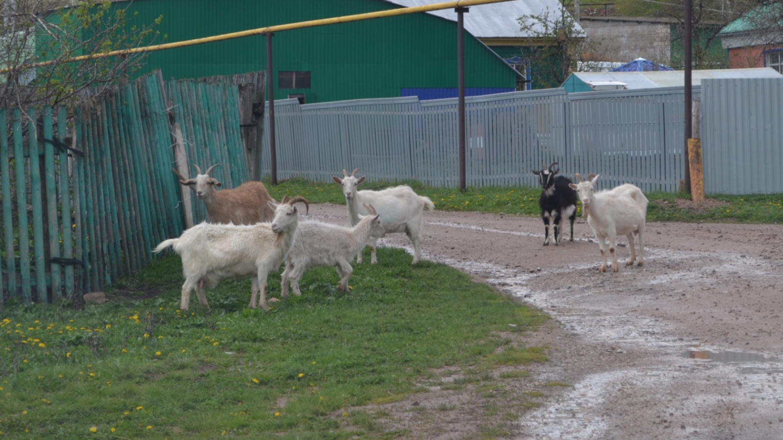 Собаки азнакаево. Коза в городе. Выпас козы на привязи. Фото козы в городе. Козы Свободный выгул.