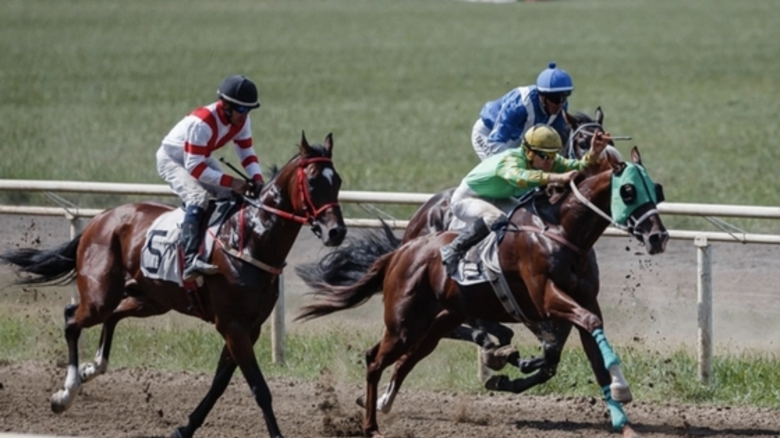 лошадь на скачках. ипподромный испытания верховых лошадей. лошадь гоночная 2022. игорь самодуровский конный спорт. конный спорт.