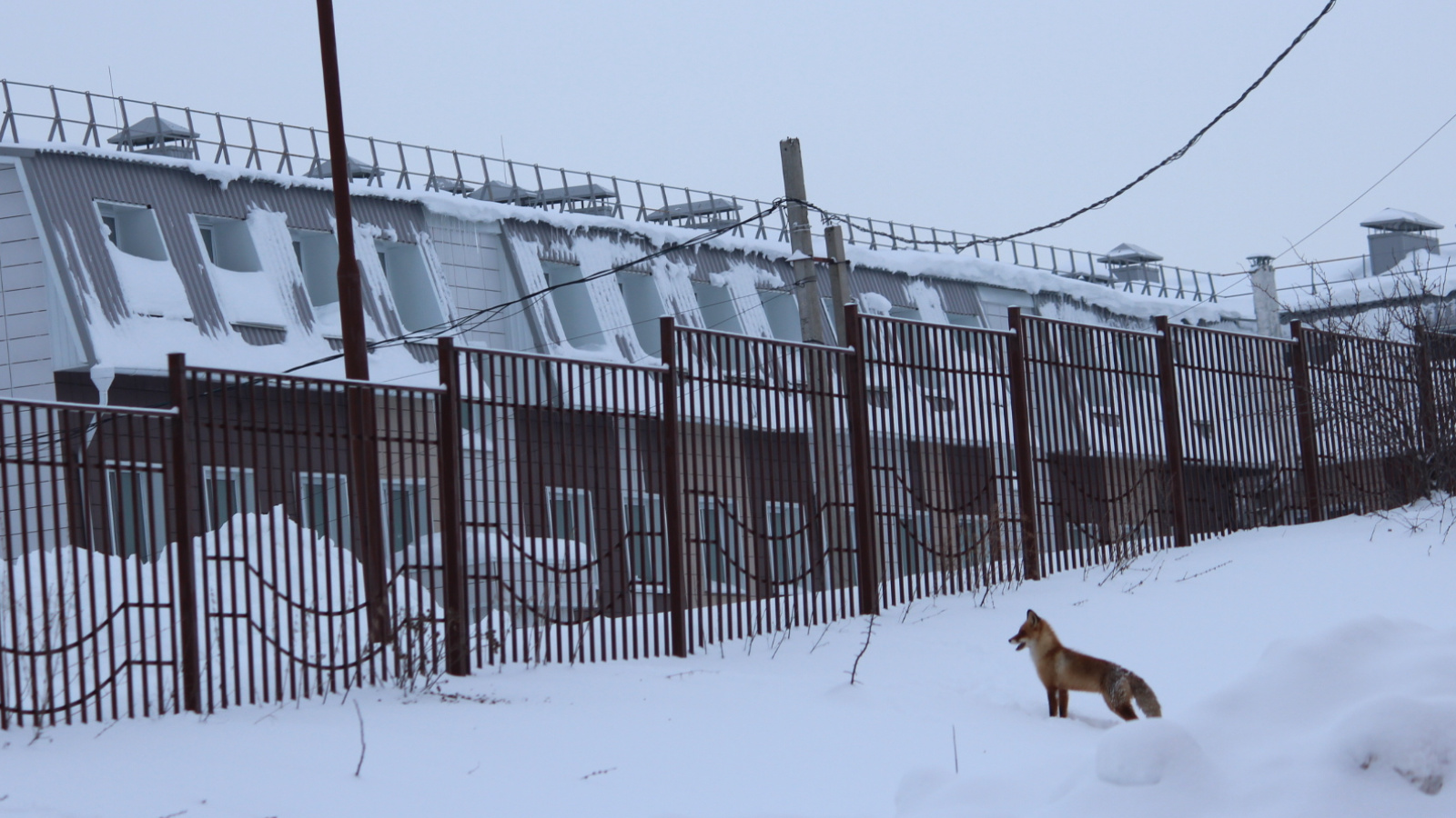 Лисы в городе… | 05.02.2024 | Арск - БезФормата