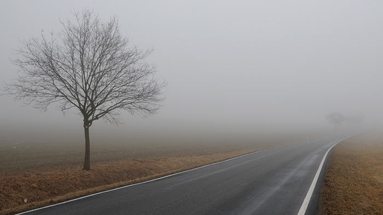 Туманные горы. Лес картинки. Серое небо с деревьями. Поле в тумане. Фон для рендера туман.