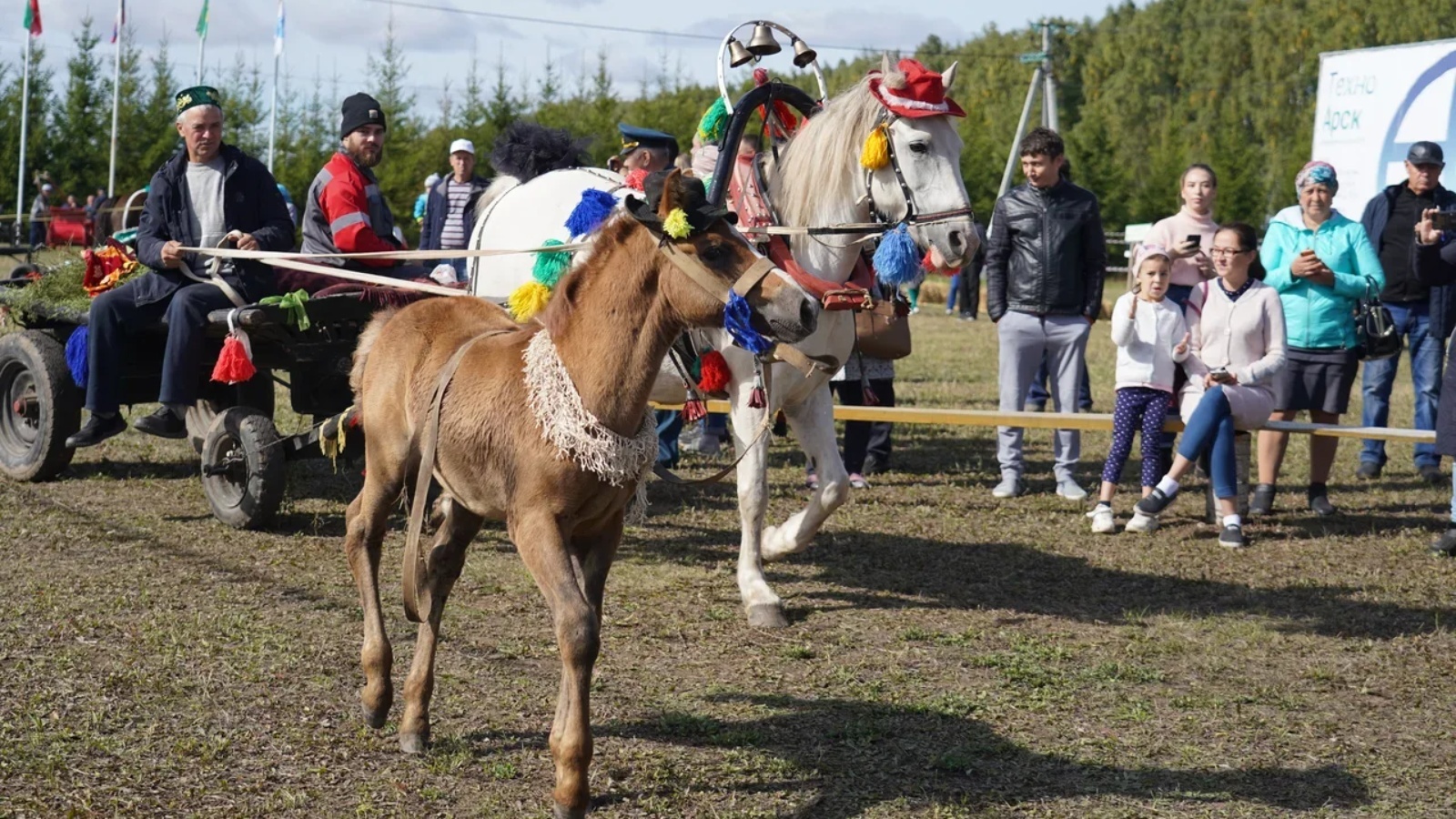 День коня Арск 2022 Кырлай