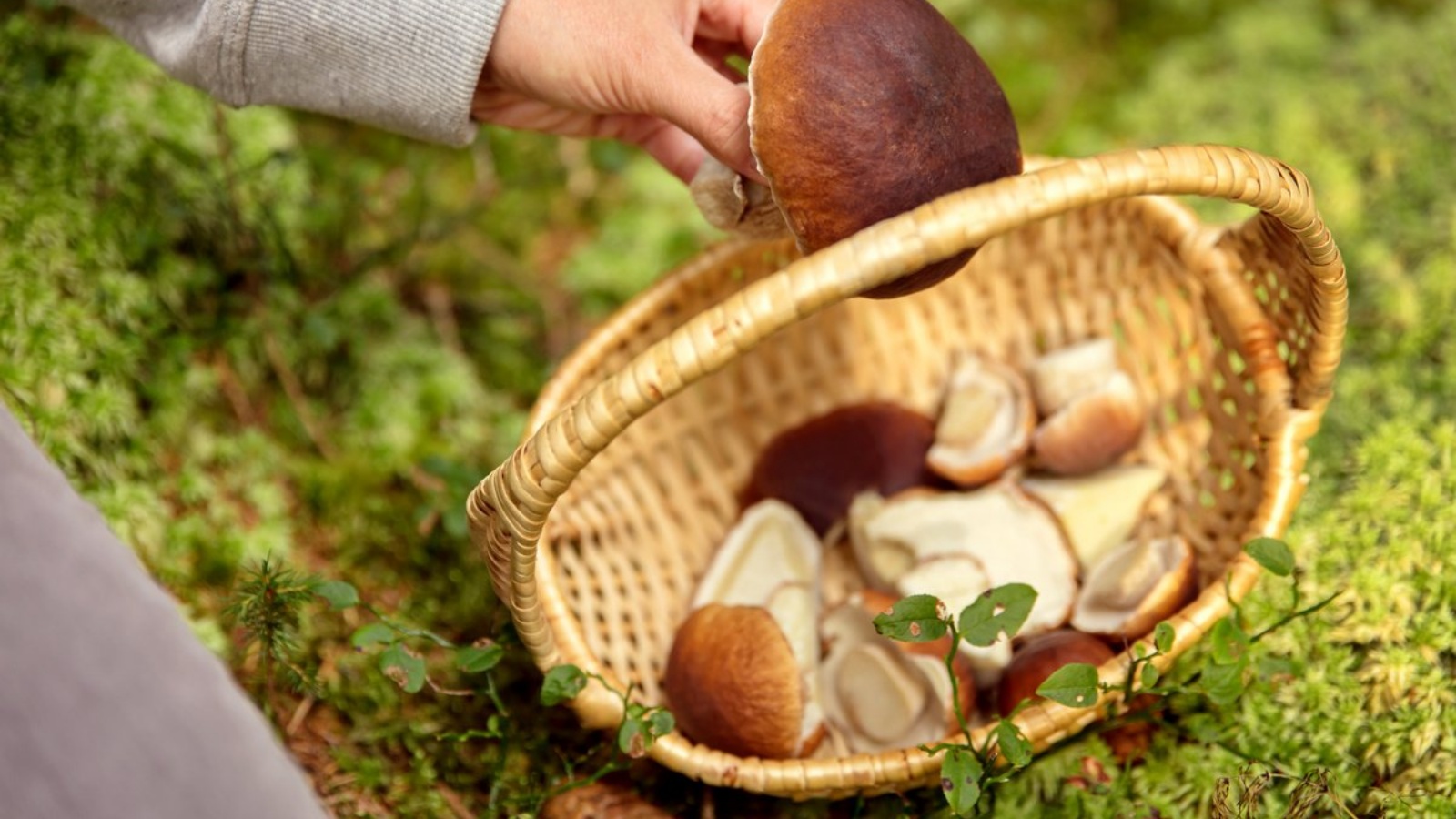 Gather mushrooms. Лукошко с грибами. Сбор грибов. Корзинка для собирания грибов. Сбор грибов в лесу.