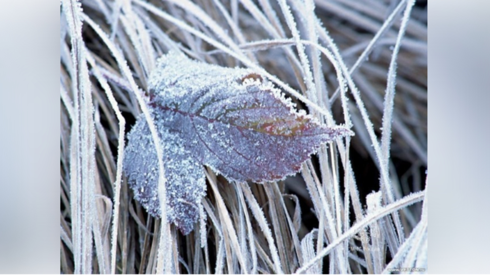 Что такое иней объяснение. Иней образуется. Сообщение про иней. Образование инея. Иней это какое явление.