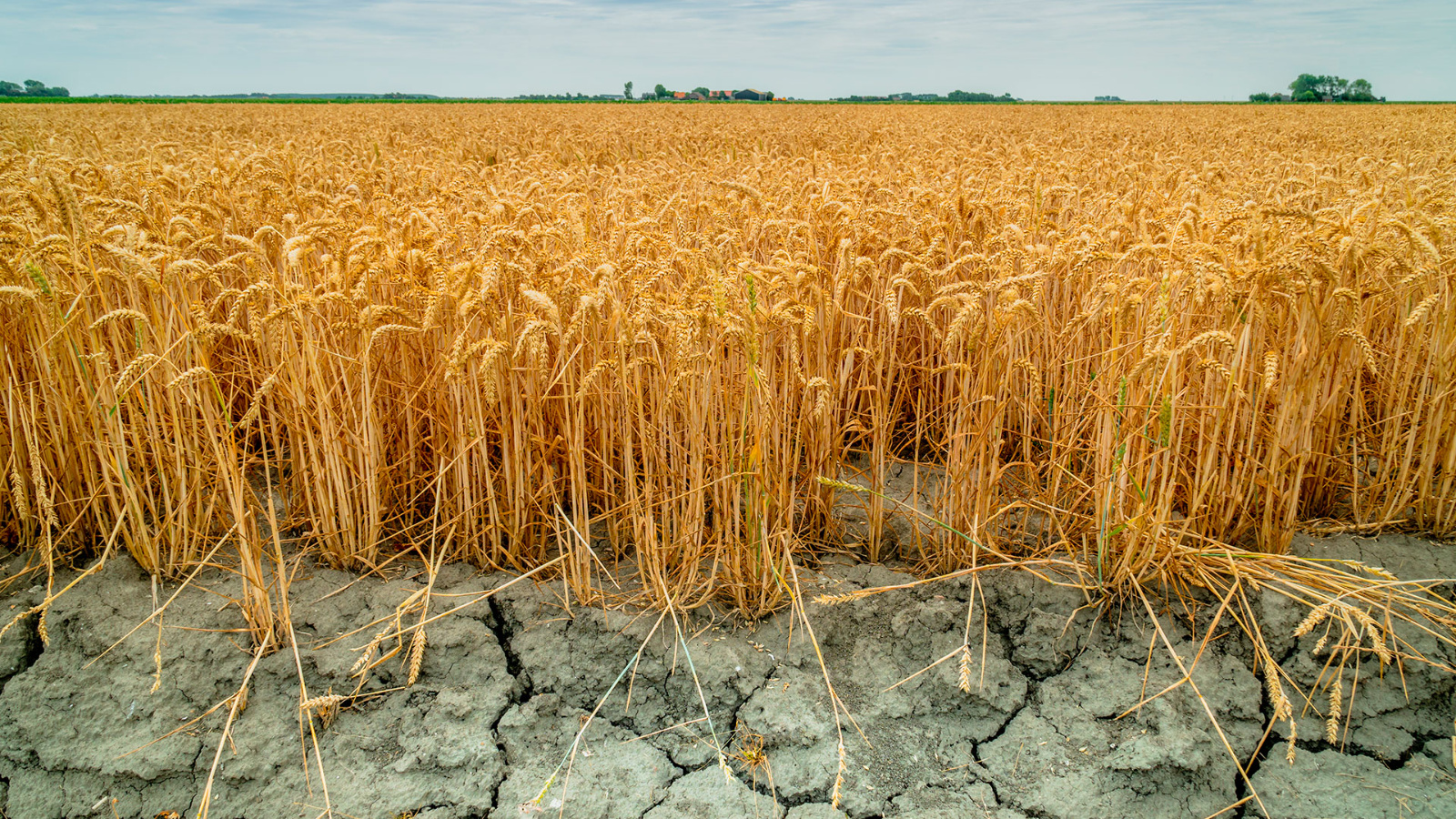 Field condition. Засуха. Засуха в сельском хозяйстве. Поле сельское хозяйство. Засуха пшеница.