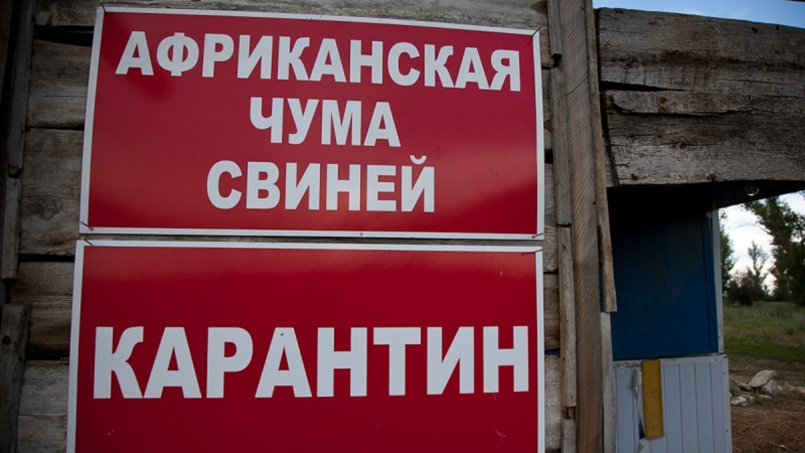 Клинические проявления бубонной чумы. Гурьевск чума. Гурьевск чума. Город гурьевск кемеровская область. Пожар в гурьевске.