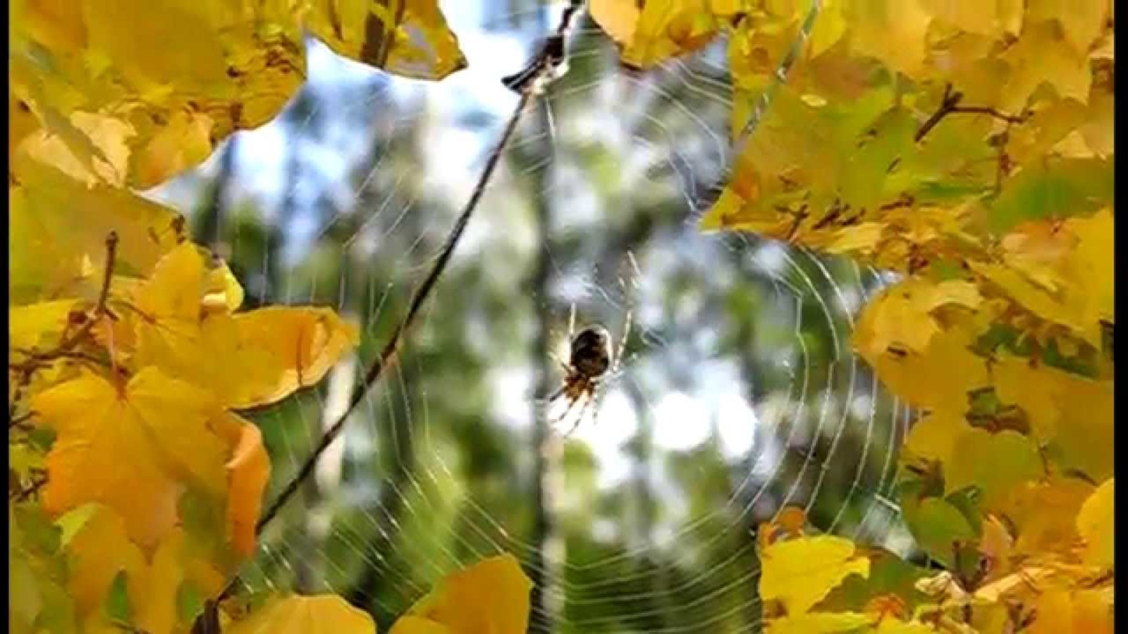 Теплая золотая осень прикасается. Бабье лето. Сентябрь природа бабье лето. До свидания осень. Осень бабье лето.