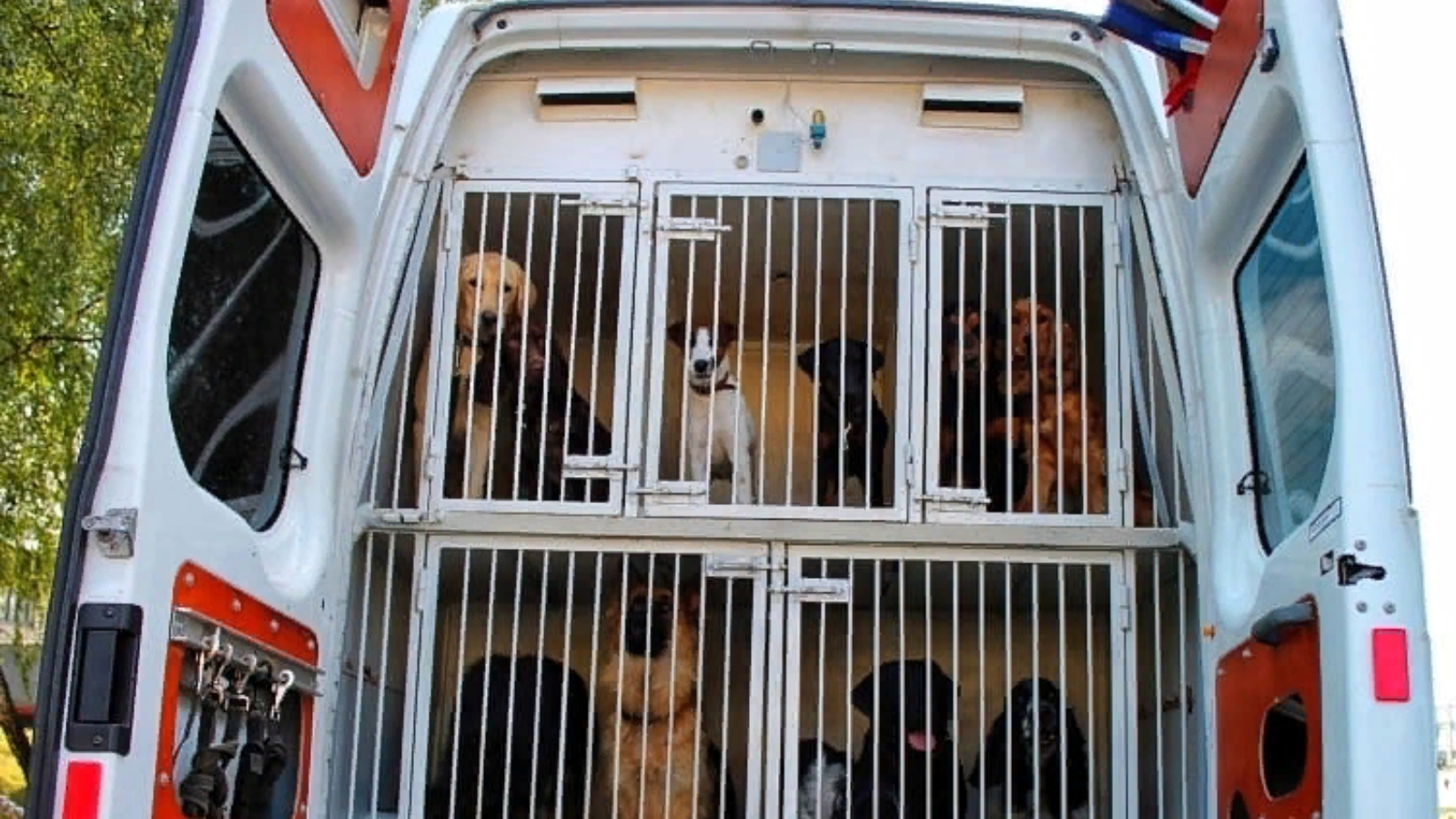 Фургон для перевозки собак