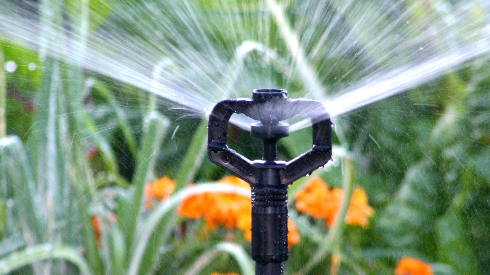 Что поливать в конце августа. Sprinkler or a Tinkler.