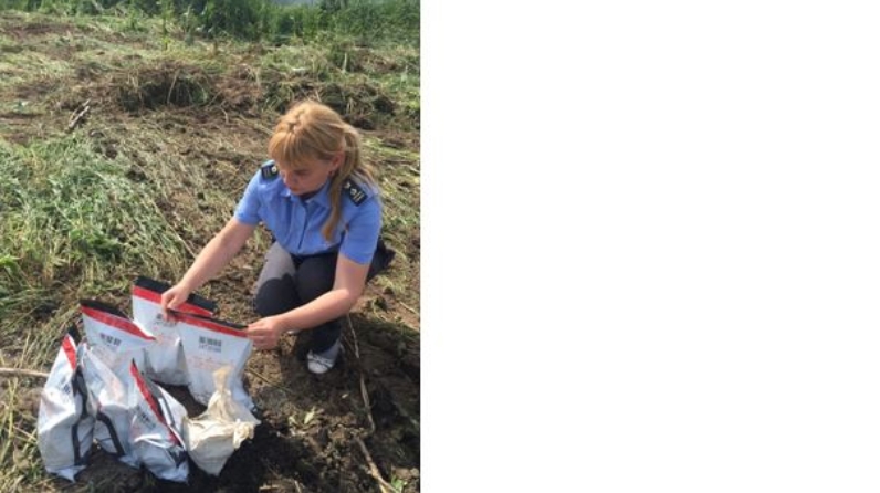 Отбор проб россельхознадзор. Отбор проб россельхознадзором. Санитарно-карантинный контроль. Контроль качества зерна. Отбор проб россельхознадзор.