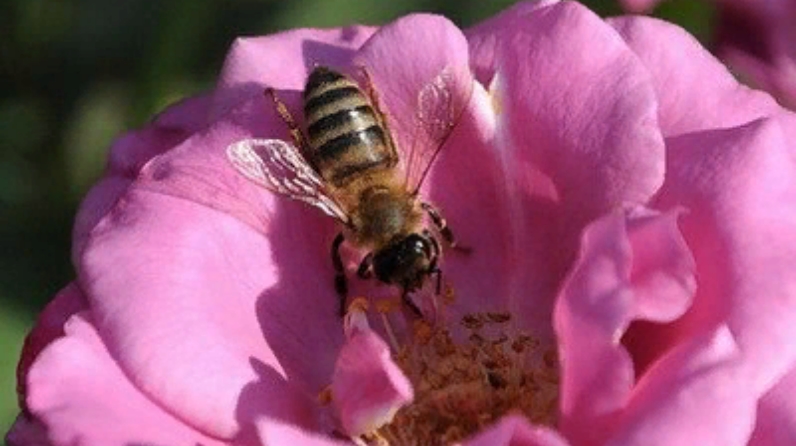 День пчелы фото